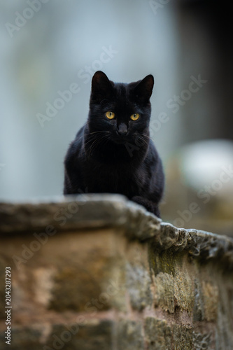 chat noir