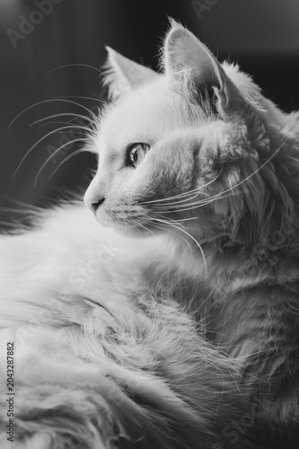 chat