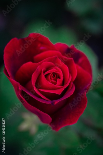 rose