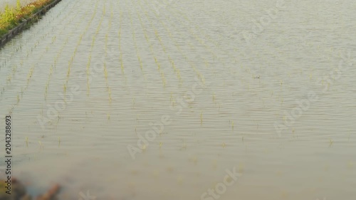 Young Rice Seedlings Growing in a Flooded Paddy Field After Planting