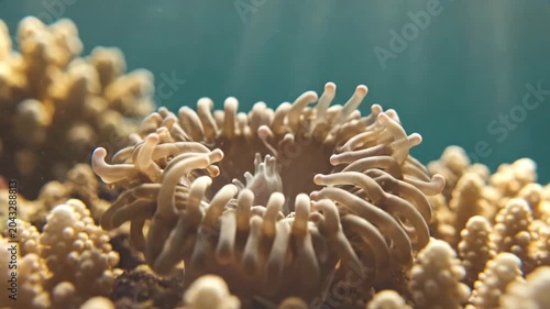 Close up of sea anemone polyp contracting tentacles on coral reef underwater with sunbeams