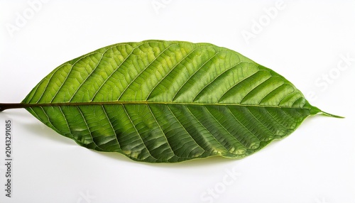 Cacao Tree Long Leaves On White