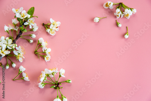 delicate white spring blossoms on soft pink pastel background