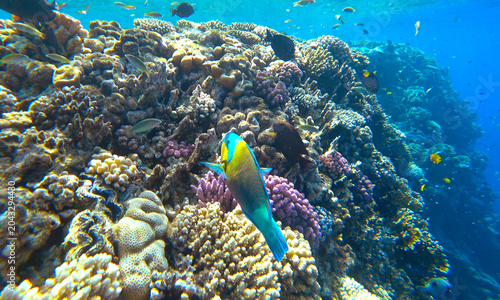 reef, fish and jellyfish