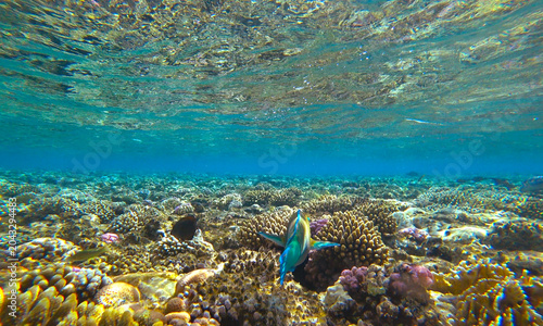 reef, fish and jellyfish