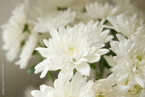 Close up of white chrysanthemum flowers with soft petals and delicate blooms, ideal for floral decor, spring events, or serene home ambiance