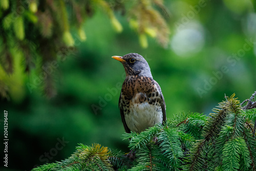 Side view of a fieldfare thrush bird sitting on a green spruce twig. Close-up wildlife portrait in a forest during a warm spring evening.