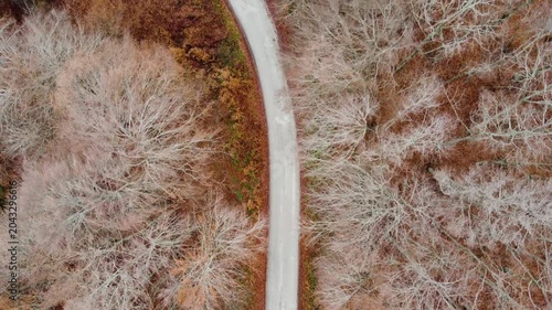 Aerial View of Winding Road Through Autumn Forest in Mavrovo, Macedonia