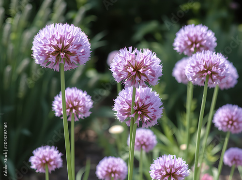 Allium