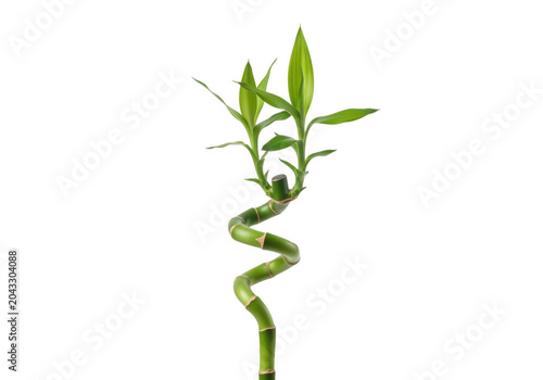 Spiral lucky bamboo stalk with green leaves isolated on transparent background