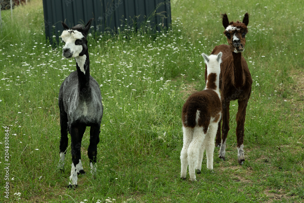 Obraz premium alpaka tier natur lama familie