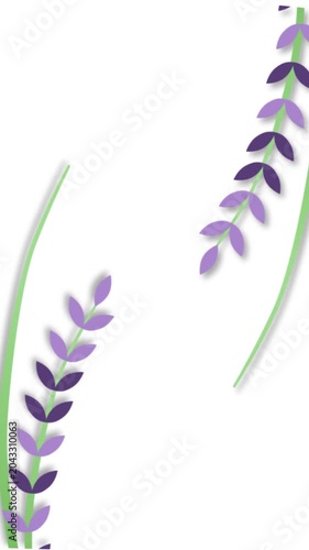 purple lavender flower on white background
