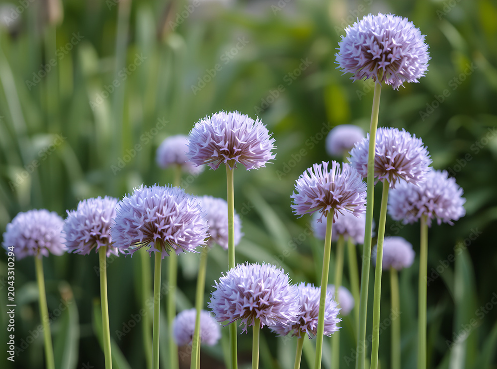Fototapeta premium Allium