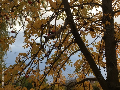 Fotografie Golden leaves shining on acacia tree branches hanging down to misty blue cloud o
