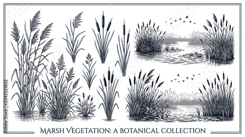 Photography Vintage Botanical Illustration: Marsh Plants and Wildlife Scene