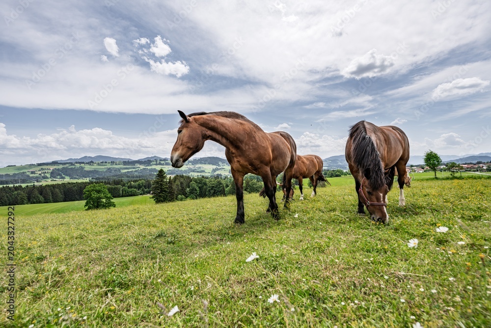 Obraz premium Brown Horses Grazing on a Beautiful Alpine Meadow with Wildflowers, Herd of Domestic Animals on Mountain Pasture under Blue Sky with Clouds, Wide Angle Summer Rural Landscape Background