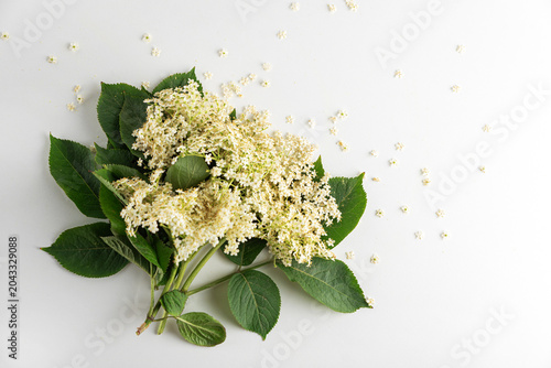 Elderflower blossoms with green leaves on white background