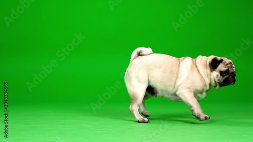 Playful pug dog with wrinkled face walking on a vibrant green background