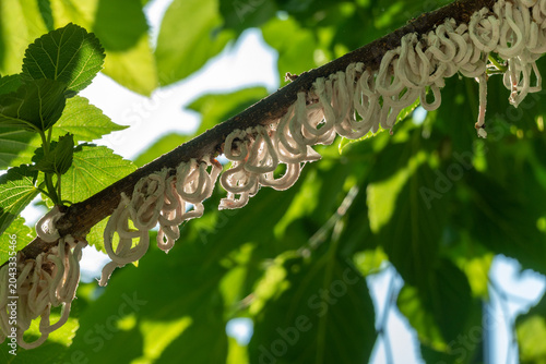 Cotton strings of Coccidae insect Takahashia Japonica on an ornamental tree in Milan, Italy. Insect pest