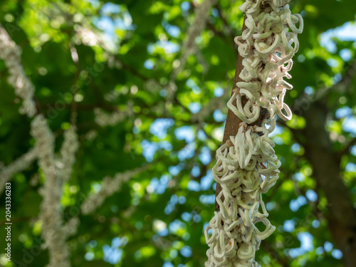 Cotton strings of Coccidae insect Takahashia Japonica on an ornamental tree in Milan, Italy. Insect pest
