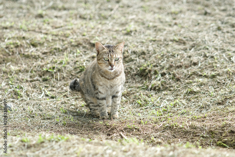 Fototapeta premium A brown tabby cat standing in a field with dry grass and sparse green patches on a sunny day