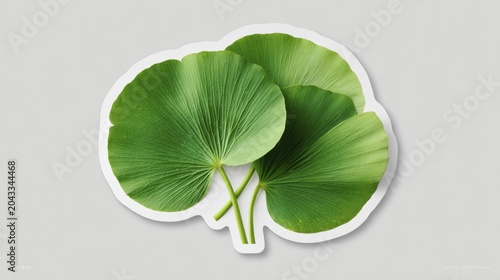 Lush green lotus leaves isolated on gray background