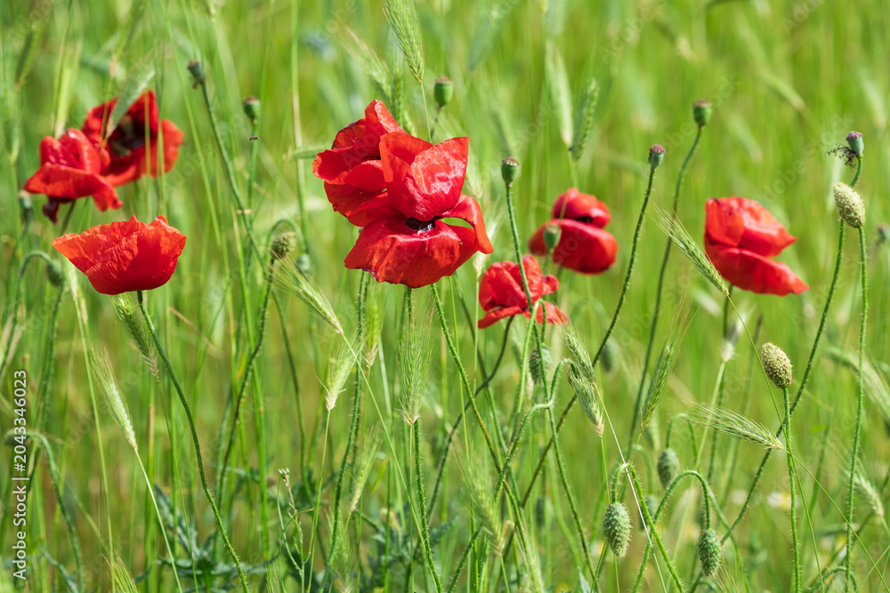 Fototapeta premium Red poppies on a field in summer 