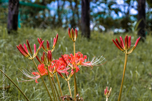 Photography A horizontal close up shot of vibrant red spider lilies blooming with upright buds in an autumn green grass field with copy space