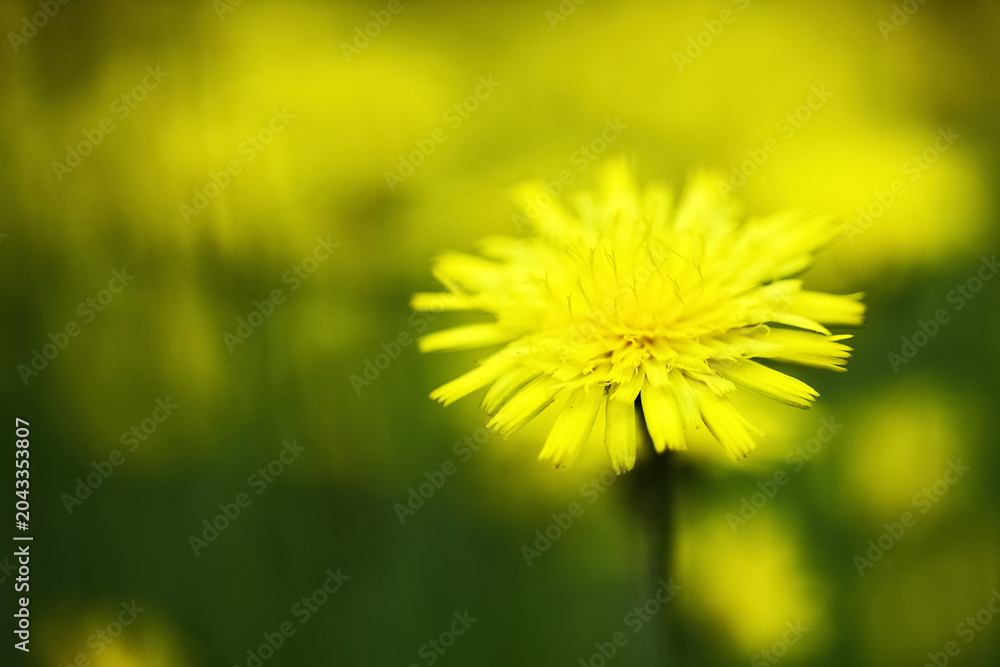 Obraz premium Yellow dandelion flower blooming in spring nature