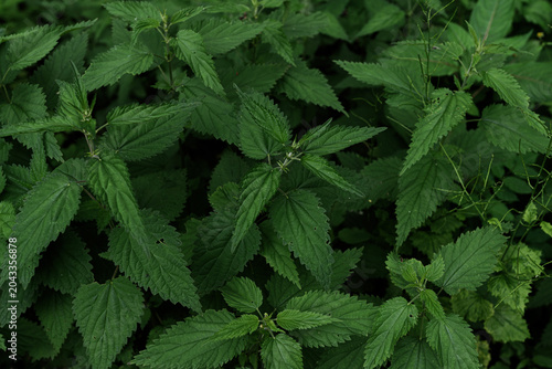 dark green stinging nettle leaves background. Full frame texture of fresh wild nettle foliage, organic nature concept