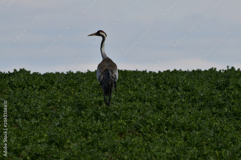 Naklejka premium crane