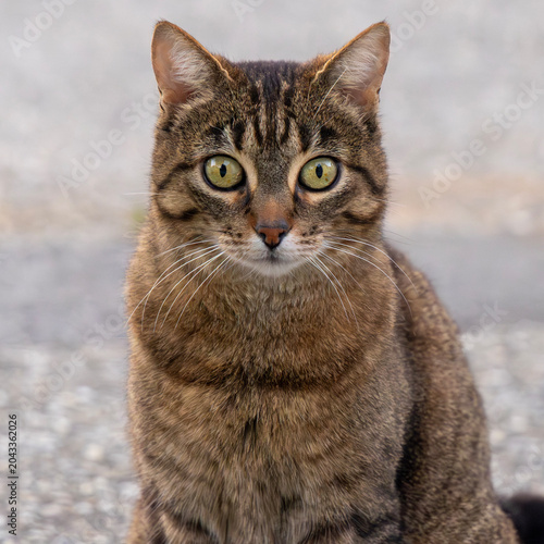 Foto Oberkörper einer verblüfft schauenden Katze frontal