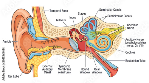 Fotografie Human Ear Anatomy Diagram: Inner, Middle, Outer Ear Structure with Labels