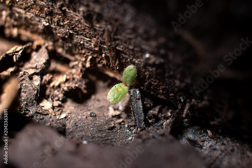 Small green plant sprout growing from dark soil macro