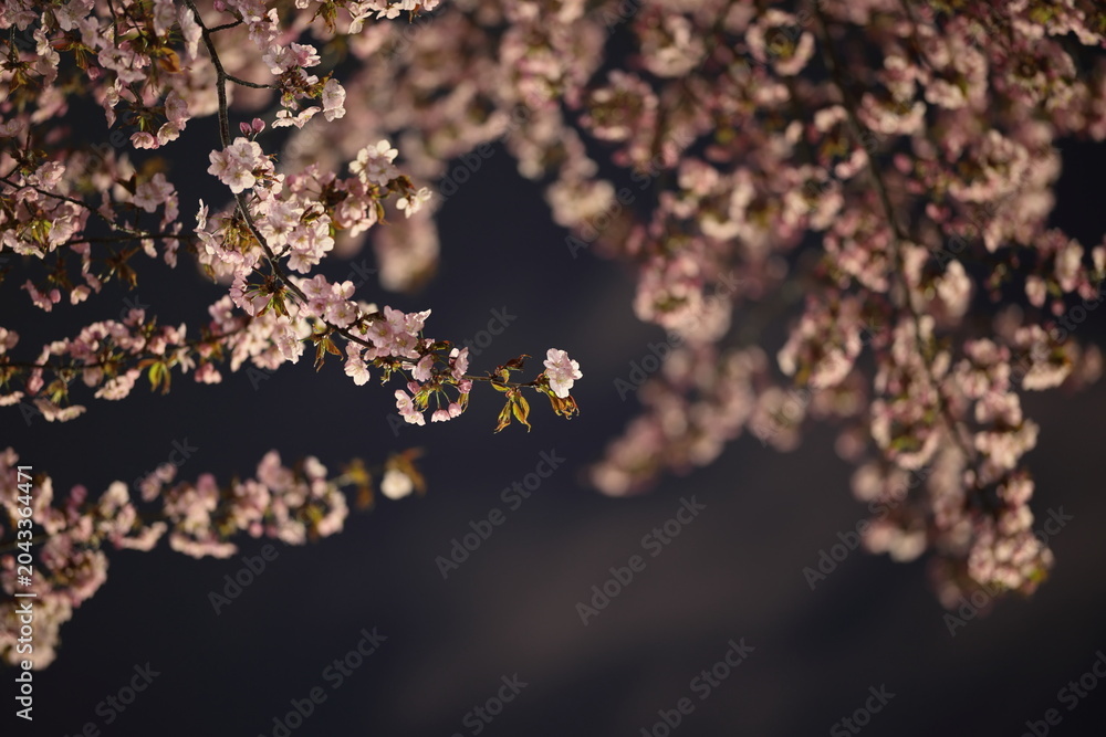 Naklejka premium 街灯に照らされ輝くヤマザクラの花びら
