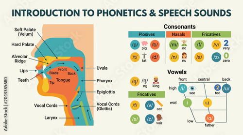 Quadro su tela Anatomy of human mouth and phonetics speech sounds educational chart