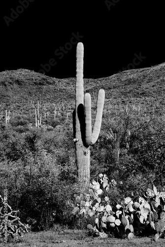 High Contrast Old Saguaro Cactus Sonora desert Arizona in Black and White