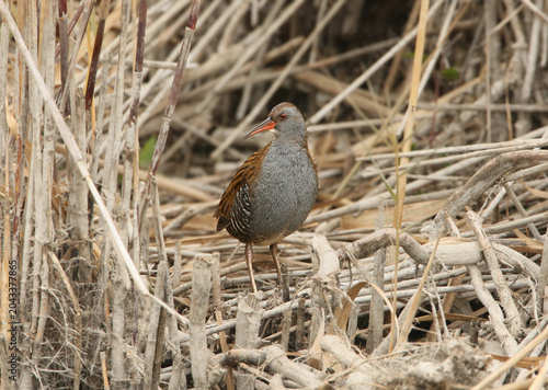 Foto Profile view of a secretive Water Rail (Rallus aquaticus) foraging in its natural wetland habitat among thick, dry reeds and muddy marsh ground