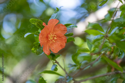 Fleurs de grenadier au printemps