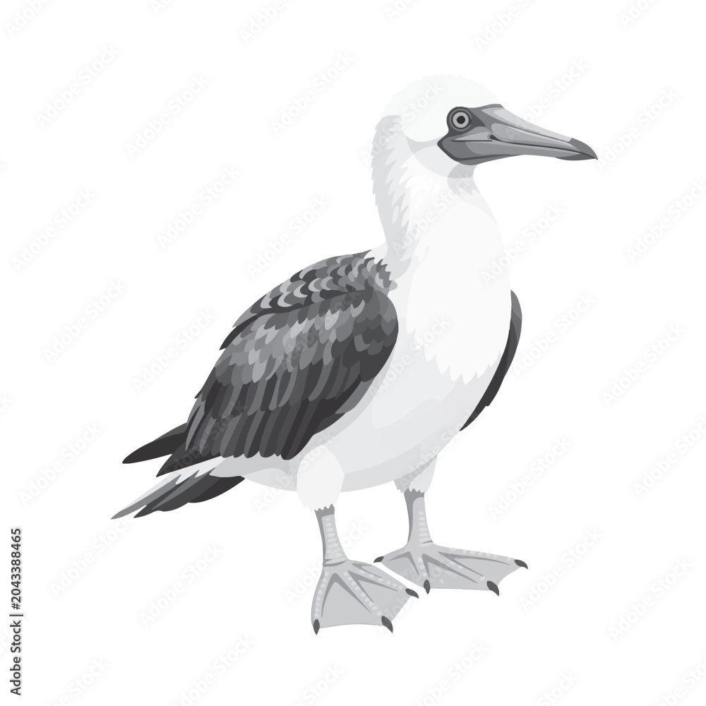 Obraz premium Ultra Flat Bright Azure Webbed Blue Footed Booby Vector