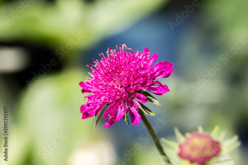Macedonia Red Knight - Knautia single flower stem in full bloom