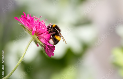 Bumble Bee feeding on a Macedonia Red Knight Single Stem Flower aginst an out of focus garden background