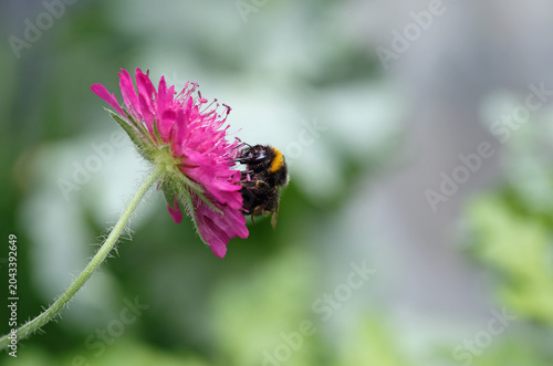 Side Profile view of a Bumble Bee feeding on a purple Scabious Flower with a natural out of focus background