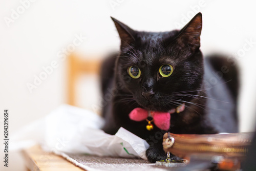 黒猫