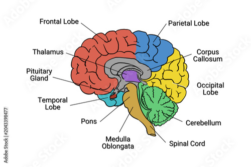 Fotografie Human brain anatomy illustration with labeled lobe, thalamus, pituitary gland, corpus callosum, cerebellum, medulla oblongata and spinal cord