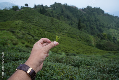 A breathtaking landscape featuring lush green tea garden nestled in rolling hills. 