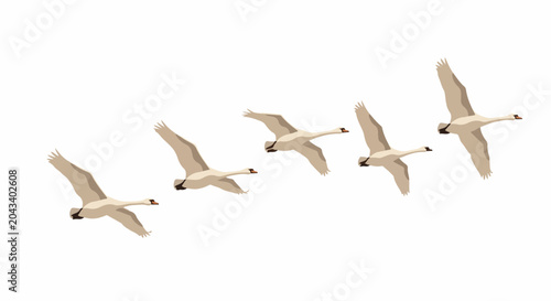 Five elegant white swans fly in formation against a white background