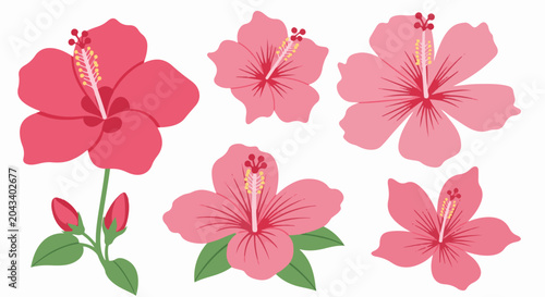Five pink and red hibiscus flowers with buds and leaves on white