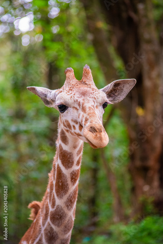 Photography portrait of a giraffe