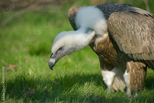 portrait of a beautiful vulture in nature